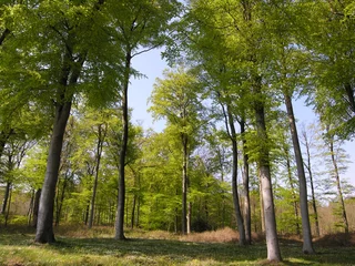 Türaufkleber Bäume green forest