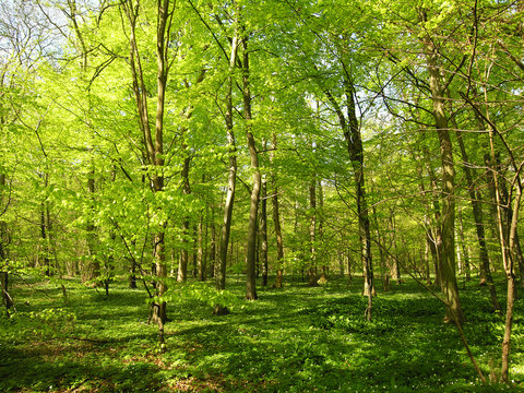 cannot see wood for trees