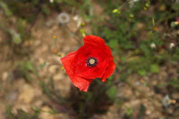 Obraz premium red weed
