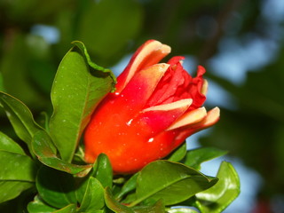 grenadier en fleur