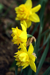 narcissus.