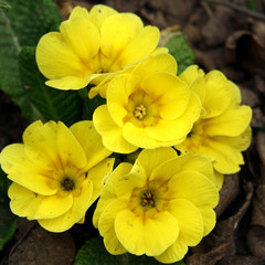 yellow primroses.