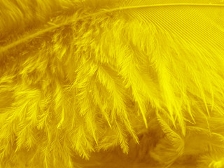 plumes