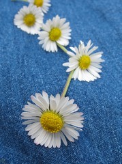 Fototapeta premium daisy chain