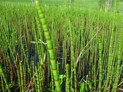 Water Horsetail