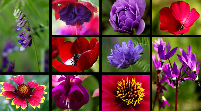 Fototapeta red & purple flower collection