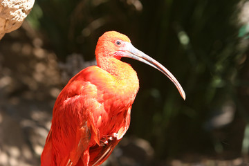 golden ibis