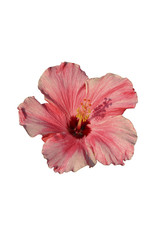 hibiscious isolated