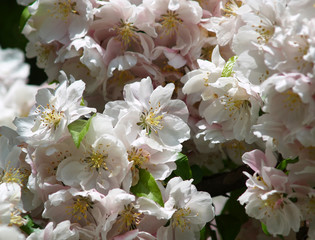 apple blossoms in spring