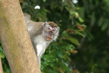 long tailed macaque, sabah
