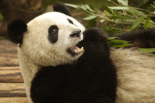giant panda, china