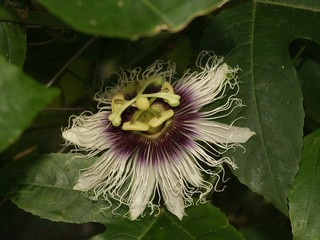 passion flower