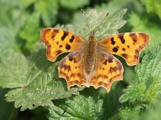 comma 1