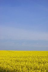 rapeseed field