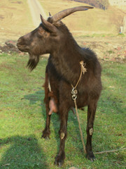 blackenning nanny goat 5