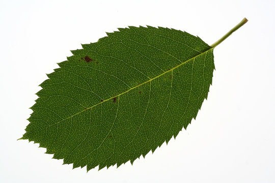 feuille de rosier