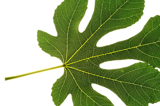 feuille de figuier