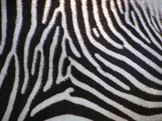Fototapeta na wymiar szczegóły zebra
