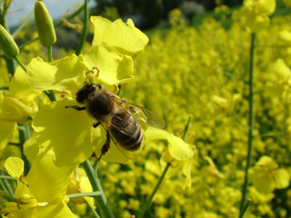 raps mit biene