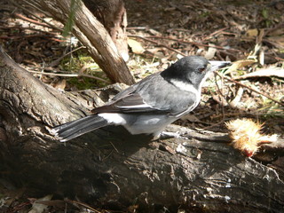 pied butcherbird