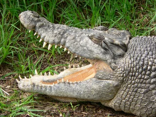 Papier Peint photo Crocodile crocodile