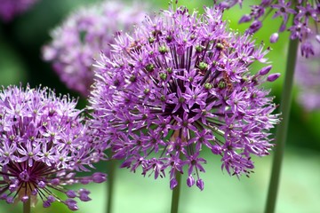 Obraz premium wild flowers in bloom