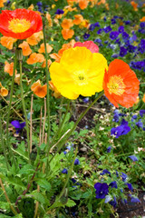 mixed poppies vert