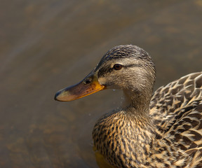 mallard profile