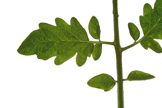 feuille de tomate