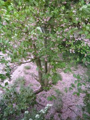 baum