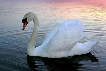curious swan portrait