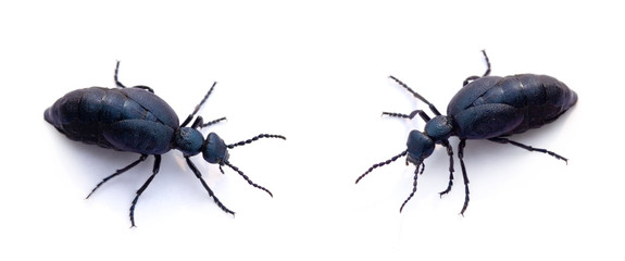 two blue beetles