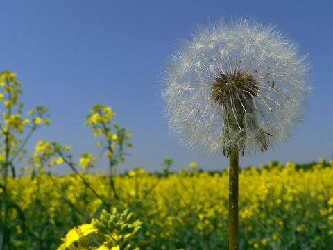 Fototapeta pusteblume vor rapsfeld