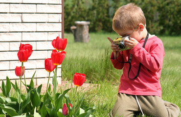 tulip photographer - 672537