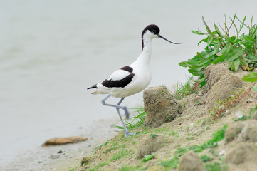 avocette éléguante