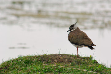 vanneau huppé - vanellus vanellus - northern lapwi