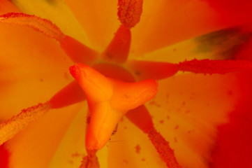 Fototapeta na wymiar fresh flower
