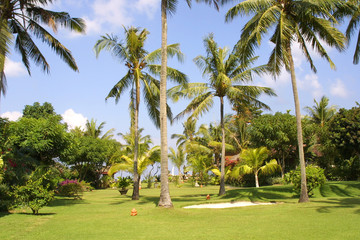 palmen  träume im süden