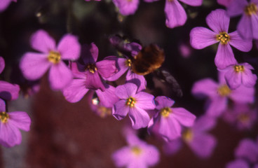 Fototapeta na wymiar fleur violette
