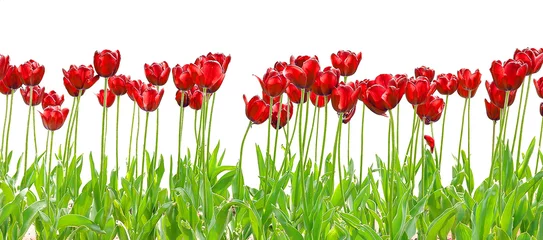 Gartenposter Tulpe königlich rote Tulpe