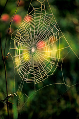 Spinnennetz mit Tau, Copyspace, Textraum, Hochformat