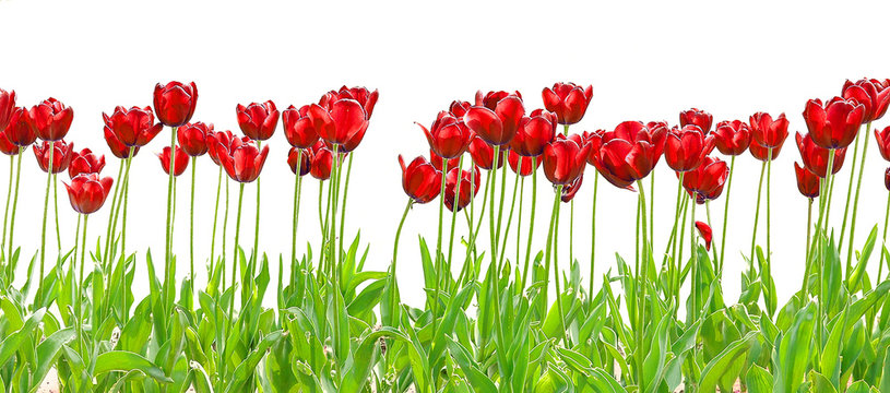 tulipe royale red