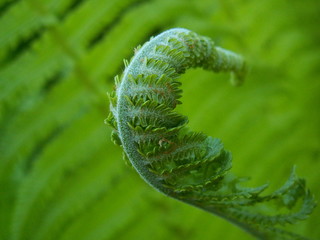 fern stem