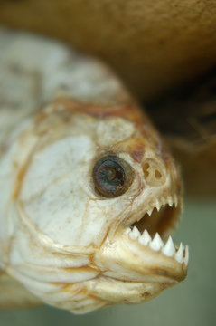 Dried Dead Piranha Fish Teeth