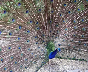 Fotobehang tv peacock © Janice Barchat