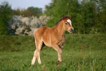 Obraz na płótnie Canvas brązowy pony ¼rebak walijski