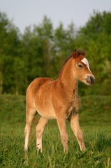 Obraz na płótnie Canvas brązowy pony ¼rebak walijski