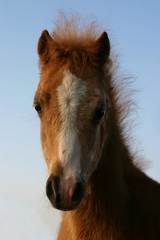 chestnut welsh foal