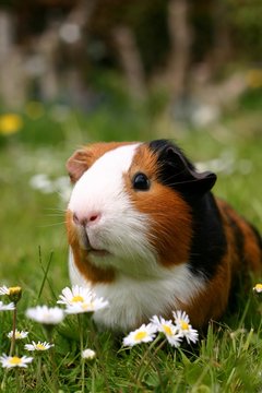 guinea pig with flowers