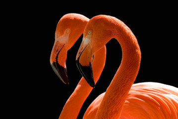 Naklejka premium dancing flamingos on black